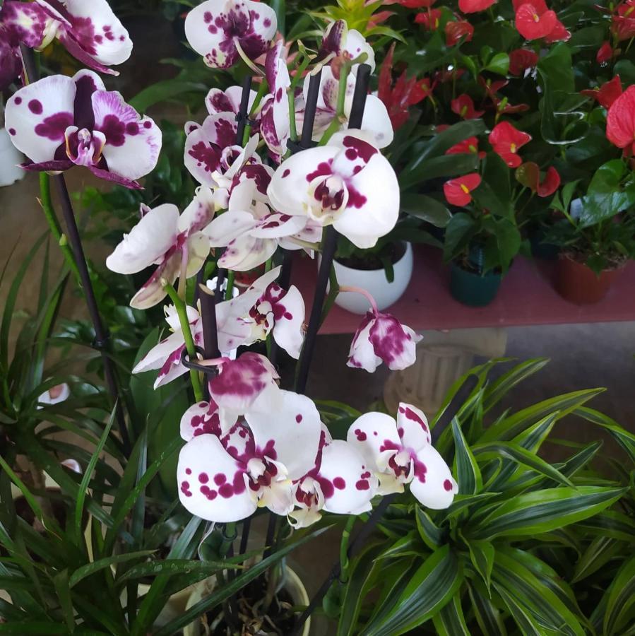 ساراندا Lighting Jasminum Apartment المظهر الخارجي الصورة
